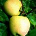 Image result for Dorsett Golden Apple