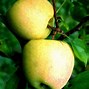Image result for Golden Dorsett Apple Tree
