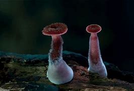 Image result for Growing Mushrooms Indoors