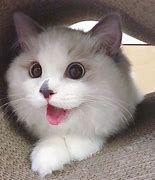 Image result for Baby Cat