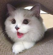 Image result for Baby Animals Cat