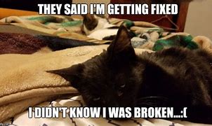 Image result for Time to Get the Cat Fixed Meme