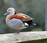 Image result for Anatidae