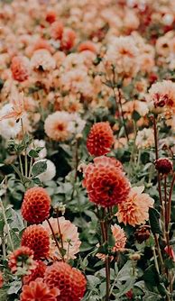 Image result for Red Flower iPhone Wallpaper