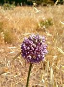 Image result for Allium ampeloprasum Elephant Garlic