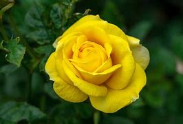 Image result for Beautiful Yellow Roses Flowers for PC Wallpaper
