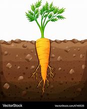Image result for Carrot Plant Clip Art