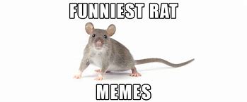 Image result for Cool Rat Meme