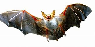 Image result for Different Bat Transparent