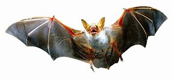 Image result for Flying Bats Transparent