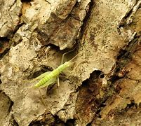 Image result for Cricket Nymph