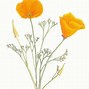 Image result for California Poppy Flower Drawing