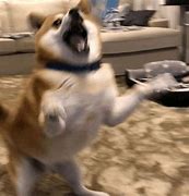 Image result for Happy New Year Funny Dog Memes