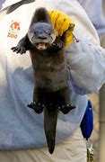 Image result for North American Otter Baby