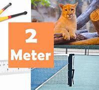 Image result for How Tall Is Two Meters