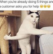 Image result for Invisible Cat Memes
