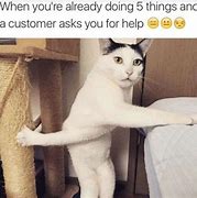 Image result for Hiiii Cat Meme