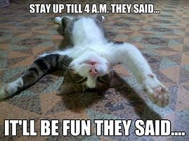 Image result for Dead Tired Image Cat Meme