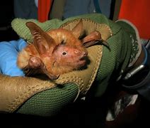 Image result for Nepal Orange Bats