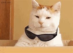 Image result for Cat Whit Sunglasses