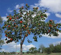 Image result for Cordia Sebestena Tree