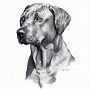 Image result for Draw Sketch Dog