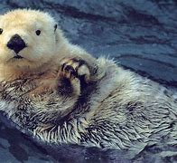 Image result for Otter Animal Wallpaper