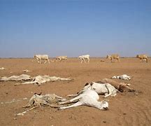 Image result for Drought in Kenya Graphs