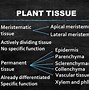 Image result for Plant Tissues Life Sciences Grade 10