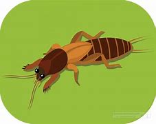 Image result for Cricket ClipArt