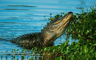 Image result for Nile Alligator
