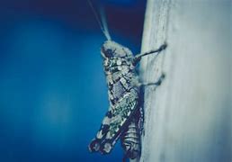 Image result for Where Can I Get Live Crickets