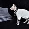 Image result for Cat Coats