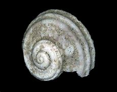 Image result for Gastropod Shell Features