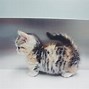 Image result for Rug Hugger Munchkin Cat