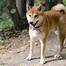 Image result for Shiba Inu Chonk