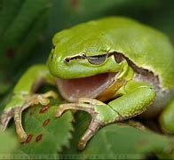 Image result for Frog Yawn