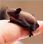 Image result for Bat Anatomy Compated to Human