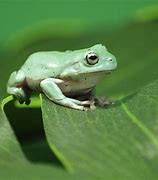Image result for Pet Tree Frog