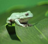 Image result for A Pet Frog