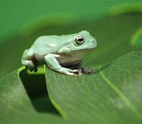 Image result for Frog for a Pet