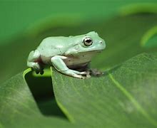 Image result for Garden Frog