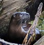 Image result for Black River Otter