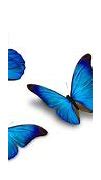 Image result for Cute Blue Butterfly
