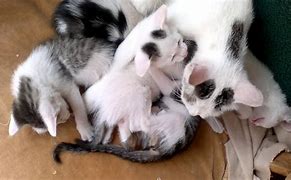 Image result for Mother Cat Meow Babies
