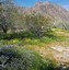 Image result for Cal Desert Yellow Flowers Wild