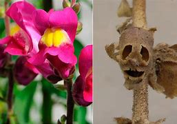 Image result for Snapdragon Flower Skull