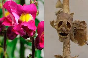 Image result for Snapdragon Skeletal Flower