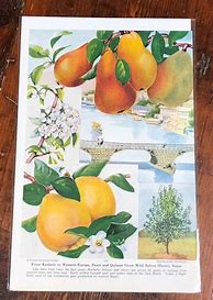 Image result for Antique Fruit Prints