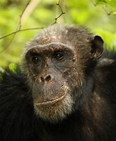 Image result for Hominidae